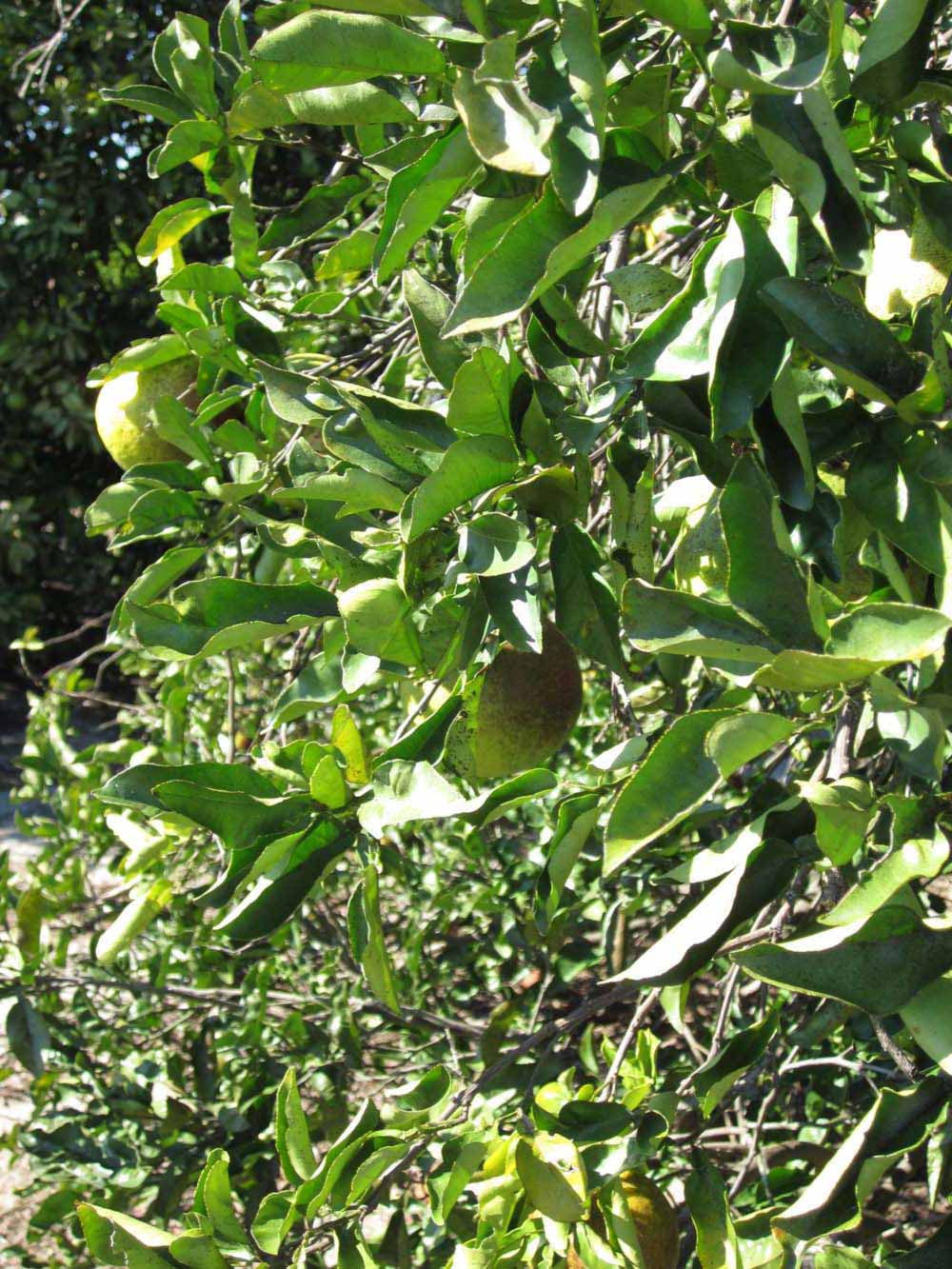              Sun leaves (Winter Haven, FL)       